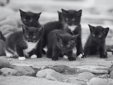 Is Copycat Syndrome Sabotaging Your Digital Marketing Success?