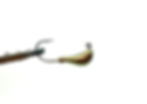 Motor Oil - Banana Jig for Walleye Fishing