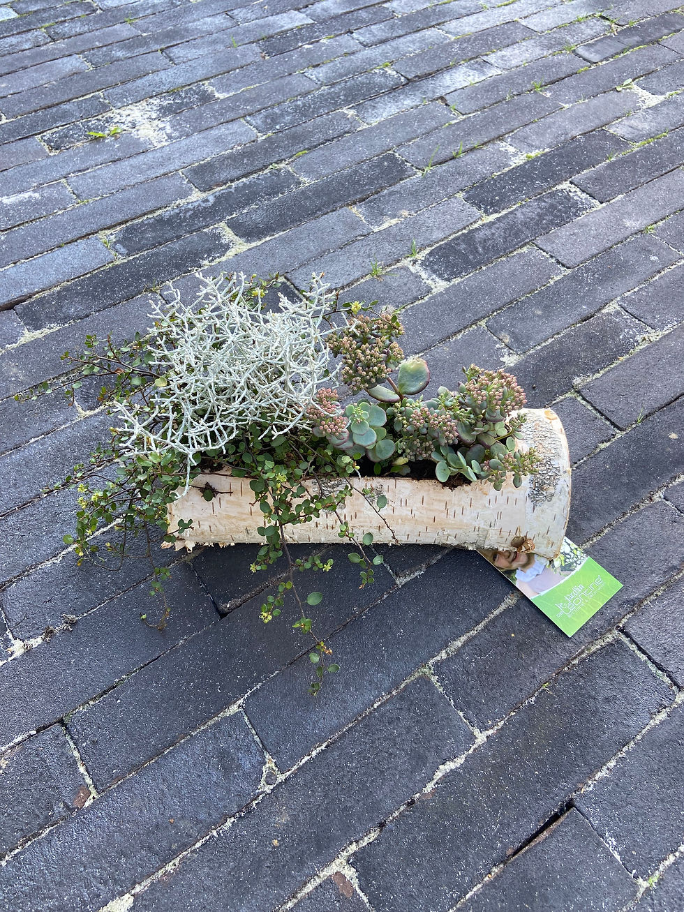 Miniature : La buche et ses plantes