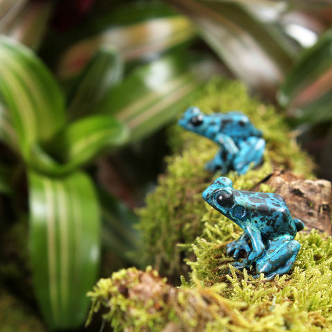 bronze poison dart frog sculpture by geckoman - John Noble-Milner