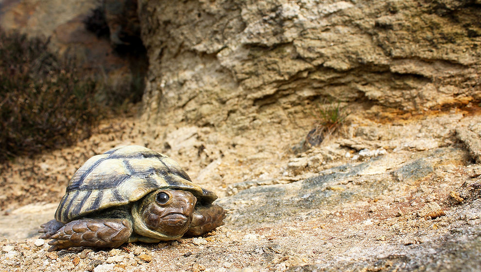 Bronze tortoise sculpture by Geckoman, John Noble-Milner, wildlife sculptor