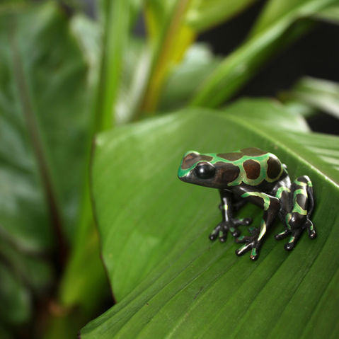 bronze poison dart frog sculpture by geckoman - John Noble-Milner