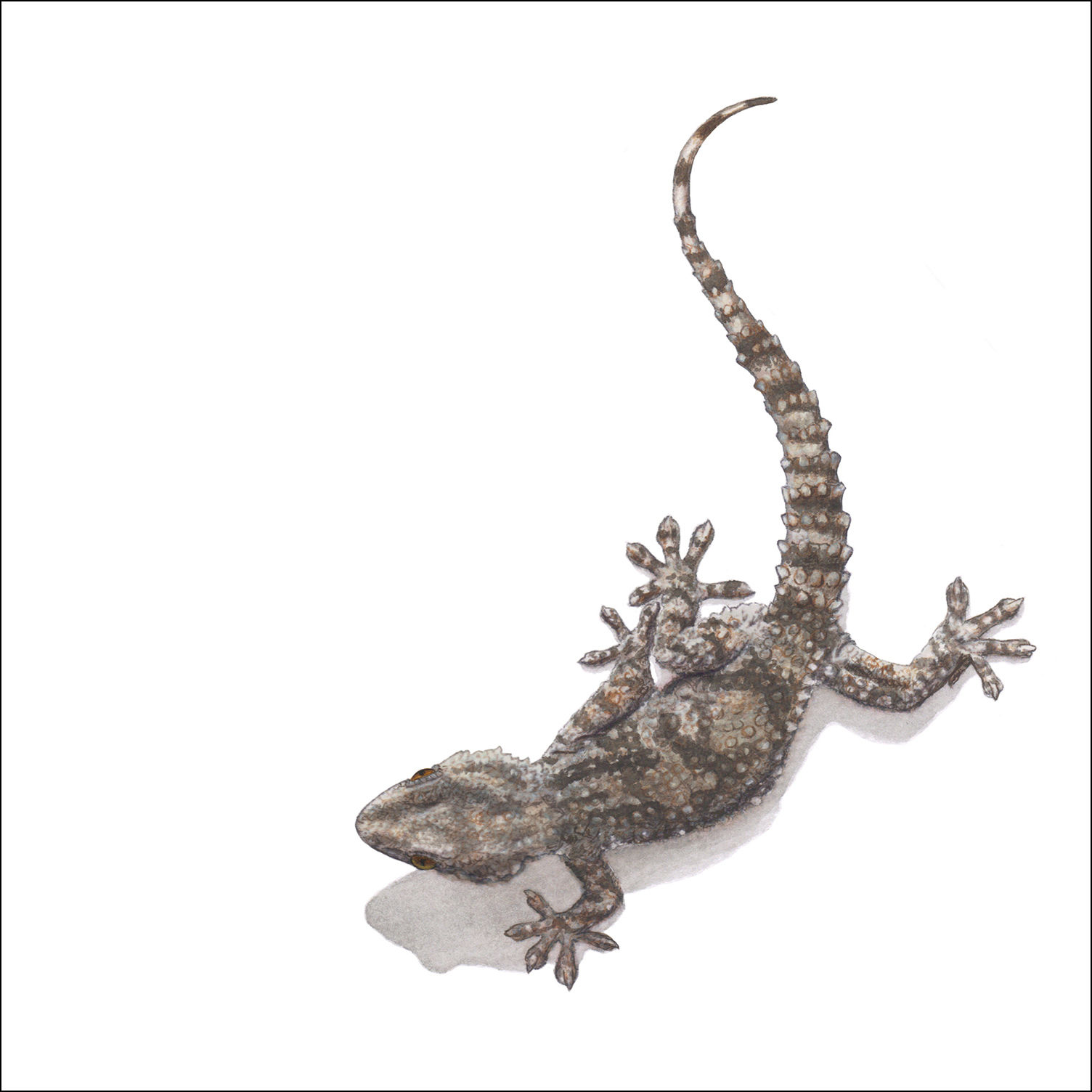 gecko gift card