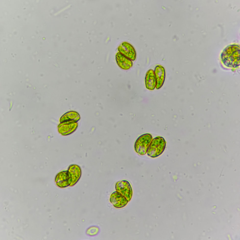 Tetraselmis under microscope