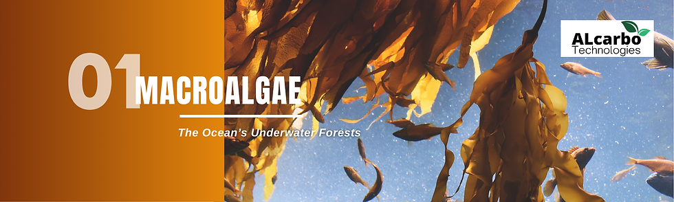 Part 1 : Macroalgae - The Ocean's Underwater Forests