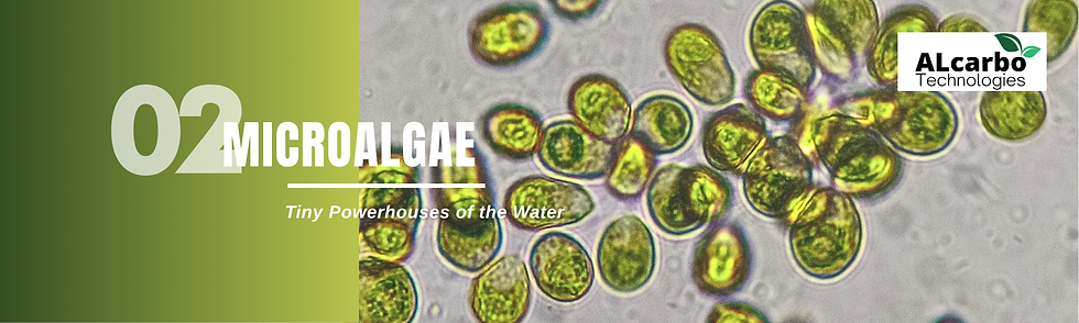 Part 2 : Microalgae – Tiny Powerhouses of the Water