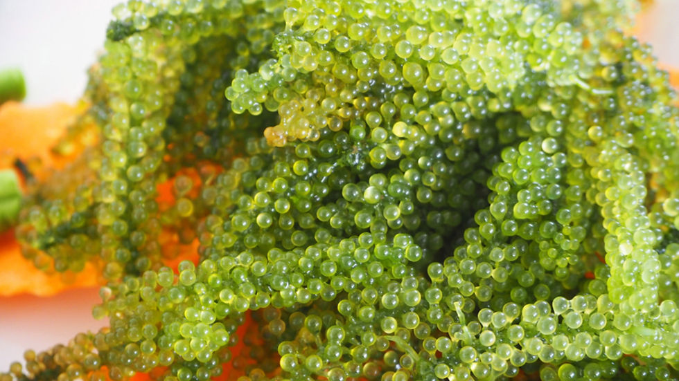 Seagrape