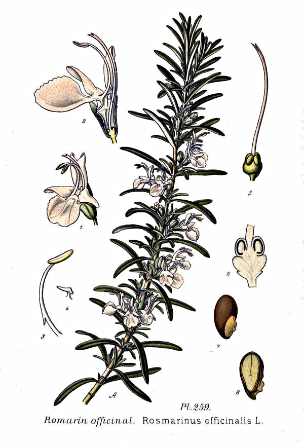 ROSEMARY