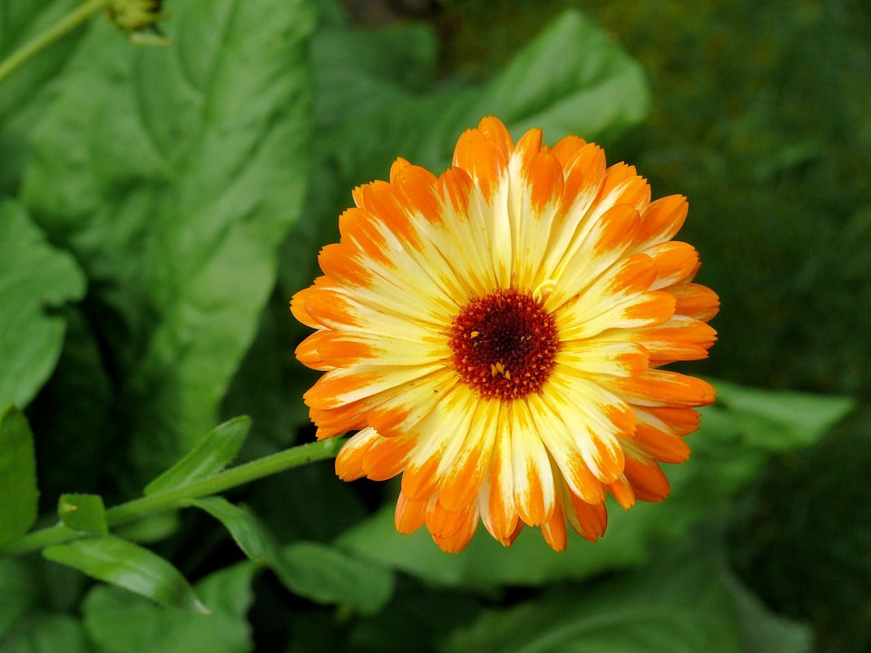 CALENDULA