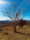 IMG-5906.jpg