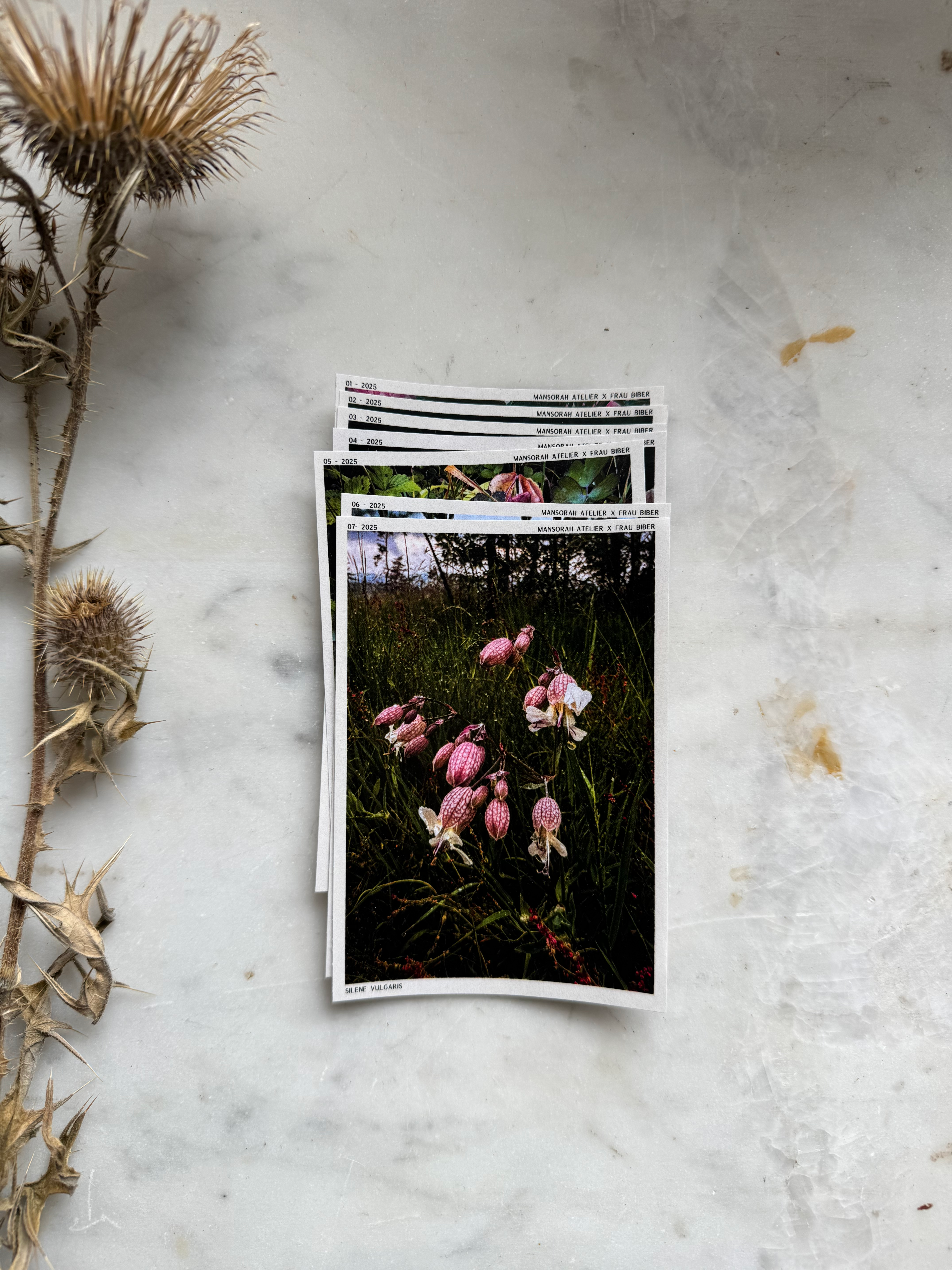 Journalsticker Sammelkarten Rose