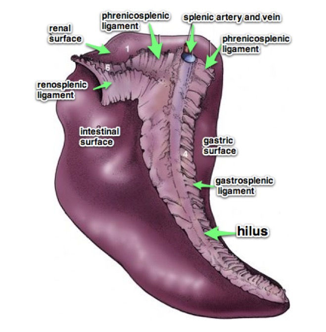 The Forgotten Organ: the Spleen and Spleen Peptide Therapy