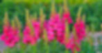 Snapdragon (Antirrhinum majus)