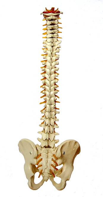 spine graphic