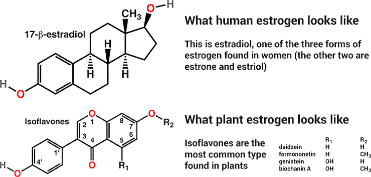 Soy Products and Breast Cancer