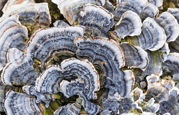 Coriolus versicolor (turkey-tail mushroom)