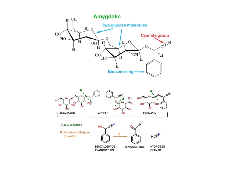 Amygdalin Chemistry