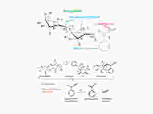 Amygdalin Chemistry