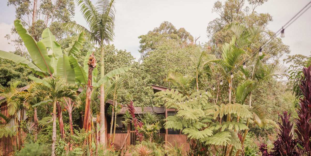 Banana trees and rainforest greenery surrounding Hamakua Sanctuary’s peaceful garden.