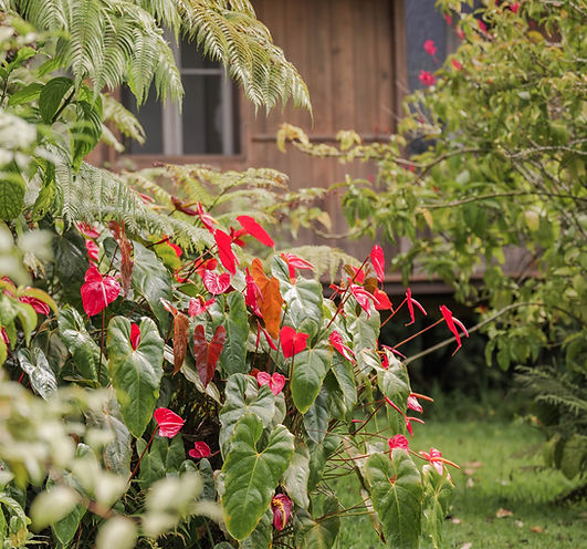 Bright red tropical flowers blooming beside the sanctuary’s herbal garden.