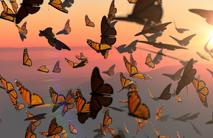 environment-monarch-butterflies-featured.png
