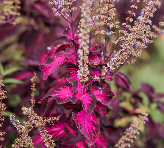 Vibrant magenta and purple foliage growing at Hamakua Sanctuary, representing the lush, biodiverse landscape that supports the sanctuary’s mission of land stewardship and mindful living.