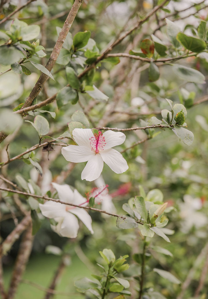 Meet our growing ʻohana — a community of hearts united in care, stewardship, and gratitude.