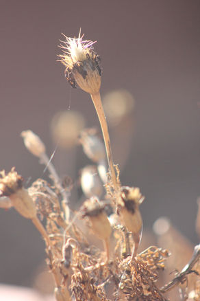 Let's Grow Marigolds!