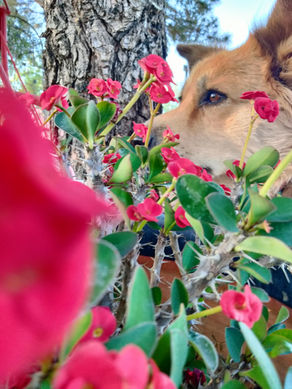 Plant whisperers versus plant listeners