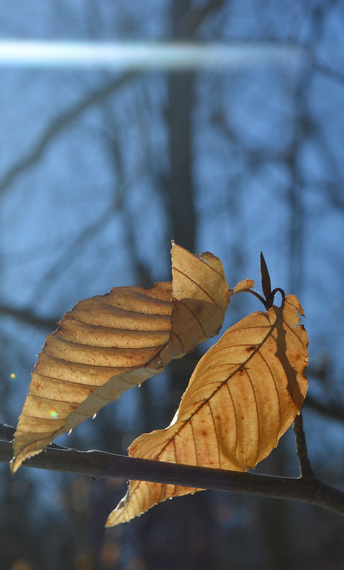 DSC_0619_edited.jpg