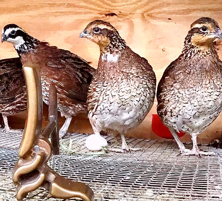 Quail