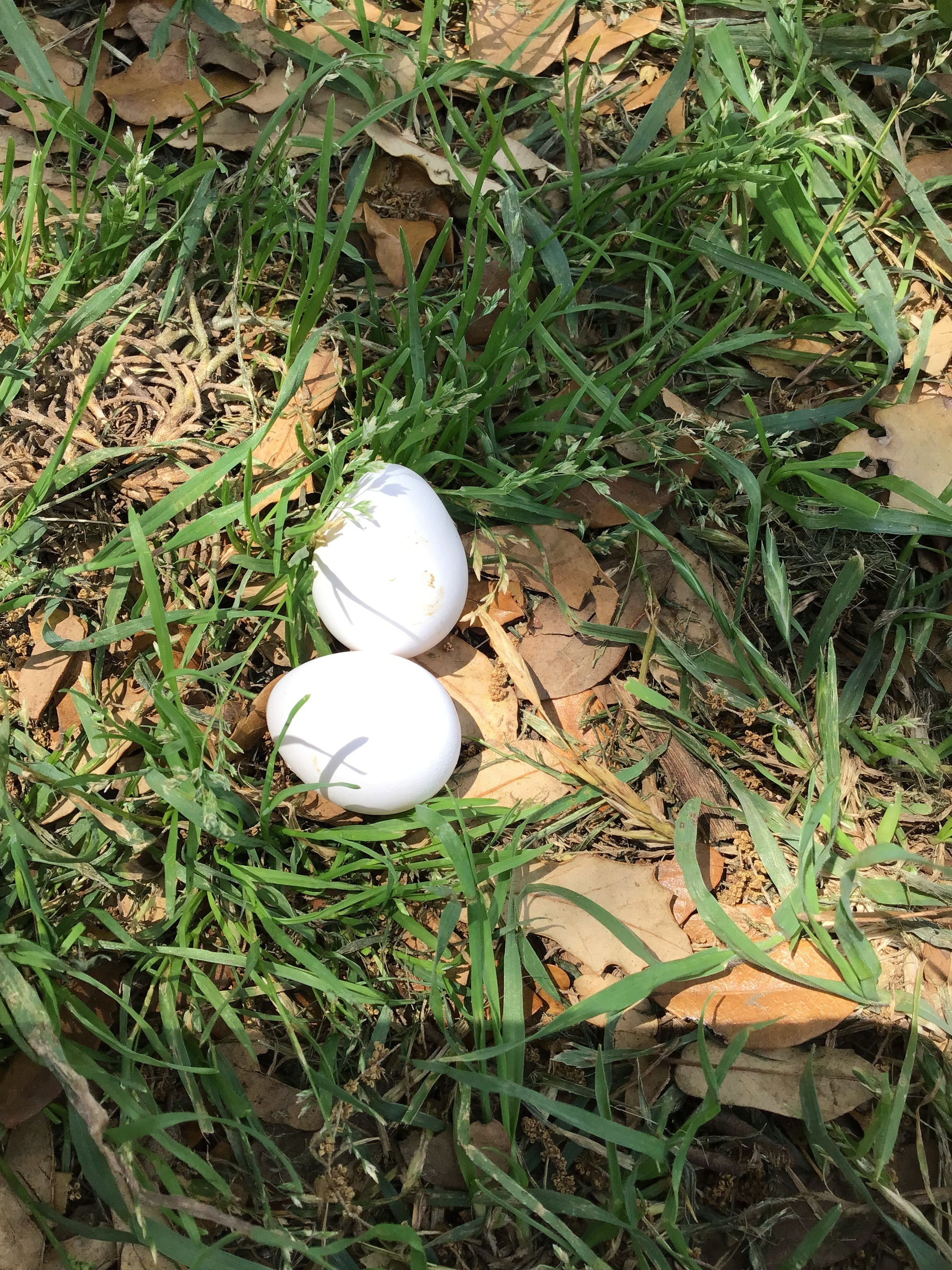 Tennessee Red Quail Eggs