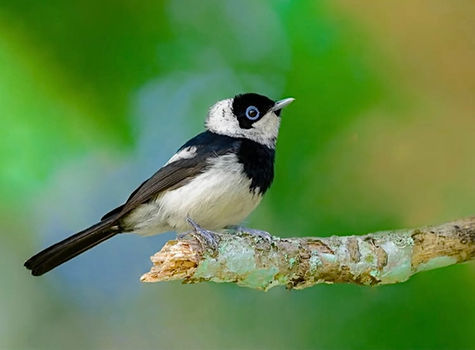 Hasties Swamp Monthly Bird Survey: July 2025