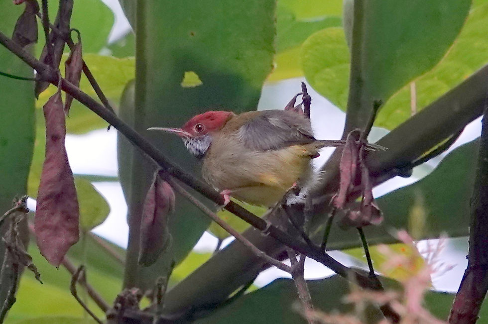 Dark-necked Tailorbird, Danum Valley, Sabah. Photo by Denis Walls.