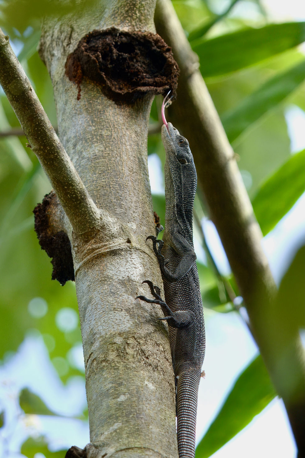 Canopy Monitor climbing and tasting the air for some prey. Photo © Grant Batterham.