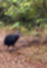 A Southern Cassowary. Photo by Ceri Pearce.