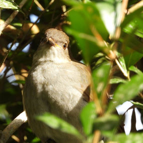 Golden surprise rewards winter survey at Hasties Swamp