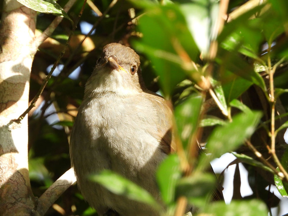 Golden surprise rewards winter survey at Hasties Swamp