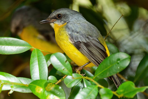 Hasties Swamp monthly bird survey: April 2026