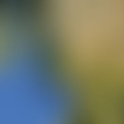 Wet season! Restless binoculars: going troppo?