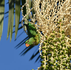 Wet season! Restless binoculars: going troppo?