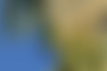 Wet season! Restless binoculars: going troppo?