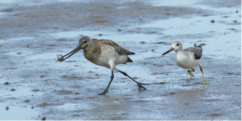 Five Years of Nordmann’s Greenshank: during Far North Queensland’s Wet Seasons from 2020–2021 to 2024–2025
