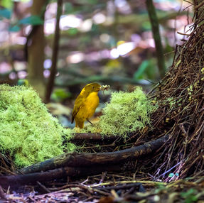 Tracking change in the Wet Tropics: what long-term bowerbird monitoring is revealing