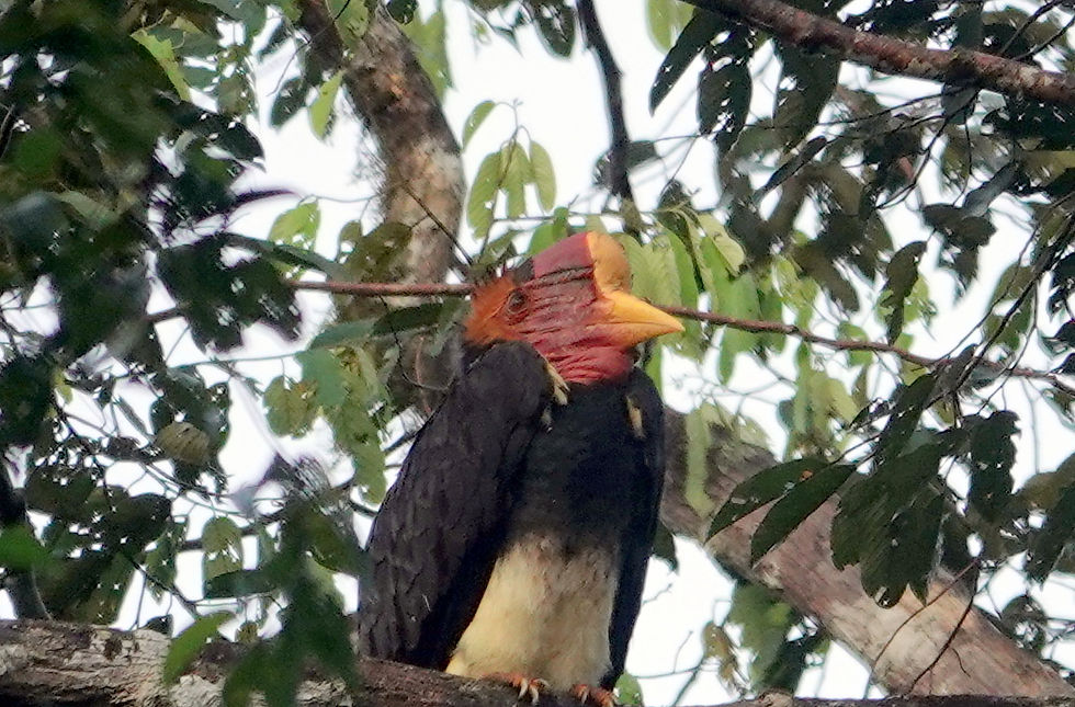 One of the exceedingly rare Helmeted Hornbills we were so incredibly fortunate to see. Photo, from a distance, by Denis Walls.