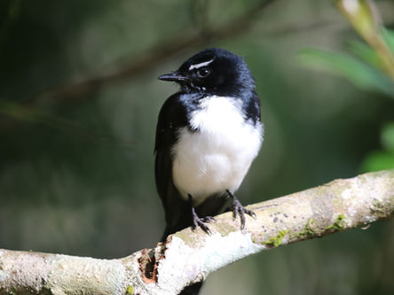 Hasties Swamp monthly bird survey: May 2025