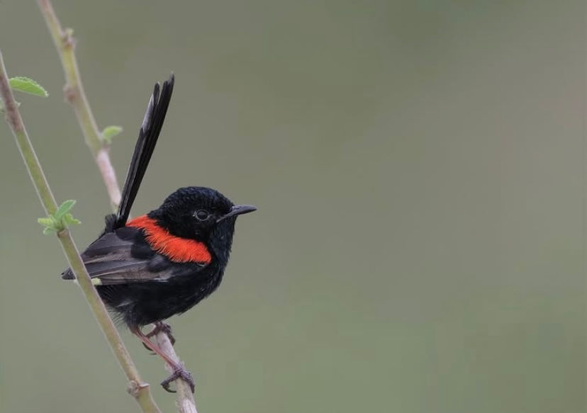 File photo of male Red-backed Fairywren in fresh plumage. Photo by Barry Deacon.