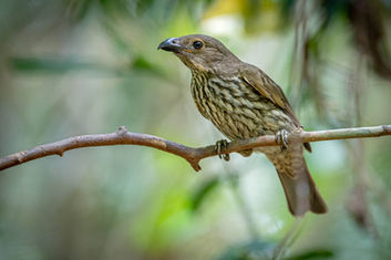 Tooth-billed Bowerbird