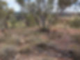 Evidence of spinifex, shrubs and small tree recovery in 2025.