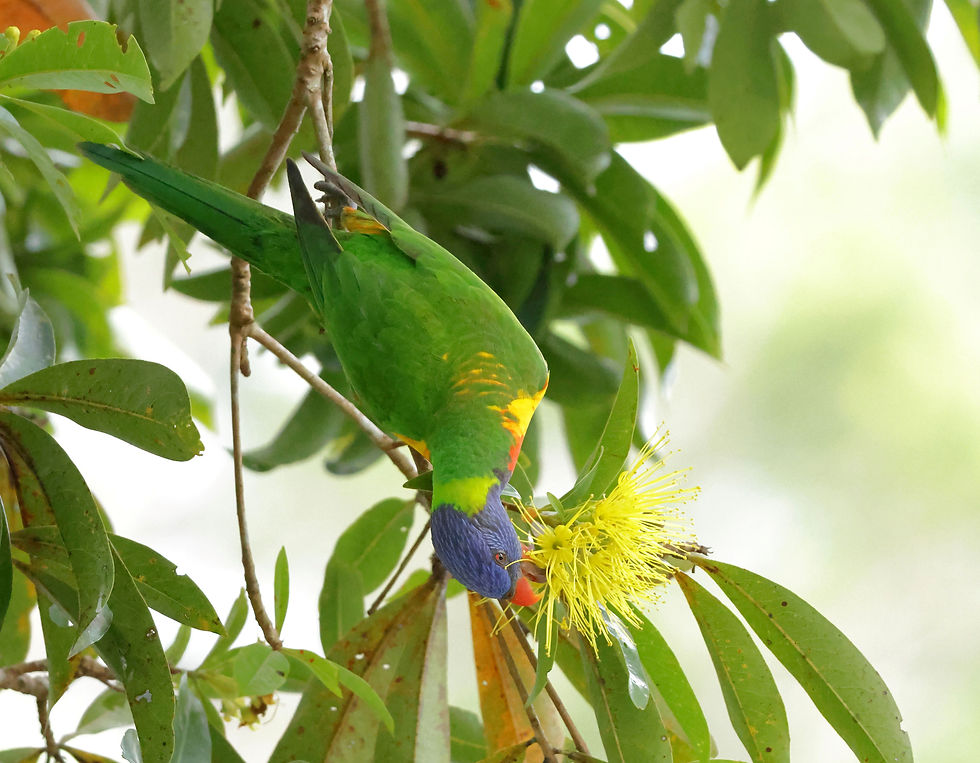 Rainbow Lorikeet. Photo by Geoff Stapley.